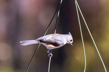 bird on a wire