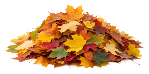 Vibrant autumn maple leaves are arranged in a large pile, perfectly isolated on a clean transparent background.