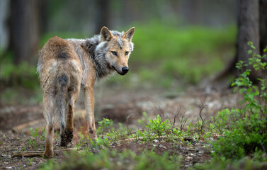 Fototapety na wymiar - Fototapeta24.pl
