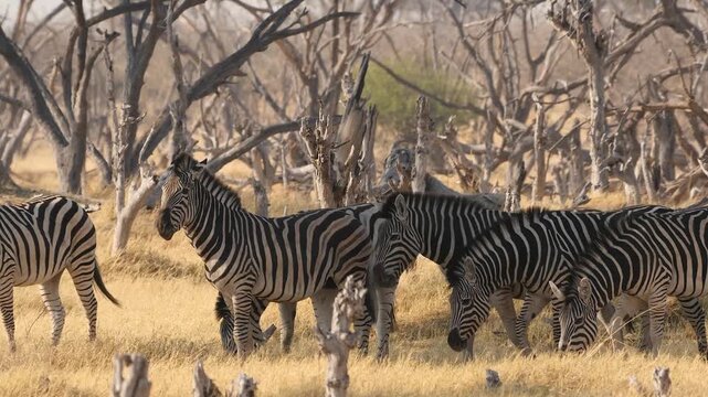 social contacts between zebras during mating season 199