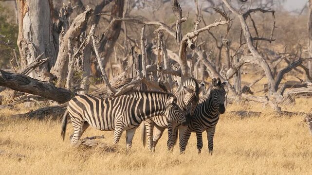 social contacts between zebras during mating season 195