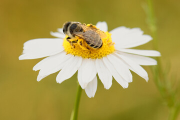 Individual of Bee Apis mellifera on central European meadow flower
