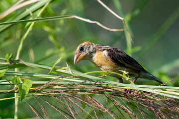 Baya Weaver bird searching for food while perched on a ripe grain stalk in natural daylight