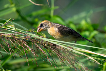 Baya Weaver bird searching for food while perched on a ripe grain stalk in natural daylight