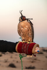 Falcon with a leather privacy mask on its head, frontal on the glove of a falconer