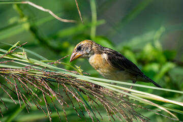 Baya Weaver bird searching for food while perched on a ripe grain stalk in natural daylight