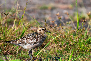 Pacific Golden Plover resting peacefully on natural ground habitat