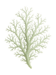 Fototapeta premium Branching fruticose lichen with filamentous structures and a pale green color.