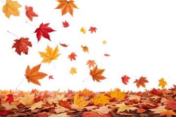 Colorful autumn leaves are falling and scattering on the ground, creating a vibrant seasonal display, perfect for an isolated transparent background image.