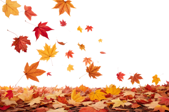 Colorful autumn leaves are falling and scattering on the ground, creating a vibrant seasonal display, perfect for an isolated transparent background image.