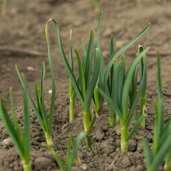 Obraz premium Close-up shot of young garlic plants growing in the earth, thriving in a garden. The fresh green plants are flourishing.