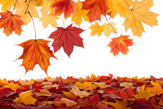 Vibrant red, orange, and yellow maple leaves are falling and scattered on the ground, a perfect isolated autumn element with transparent background.