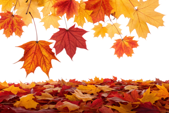 Vibrant red, orange, and yellow maple leaves are falling and scattered on the ground, a perfect isolated autumn element with transparent background.