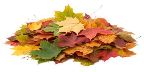 A colorful heap of autumn maple leaves, vibrant in red, orange, and yellow, is beautifully isolated on a transparent background.