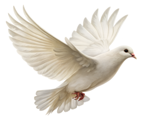 A beautiful white dove flies gracefully with wings spread wide, captured in motion, isolated on a clean transparent background for versatile design use.