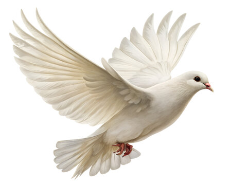 A beautiful white dove flies gracefully with wings spread wide, captured in motion, isolated on a clean transparent background for versatile design use.