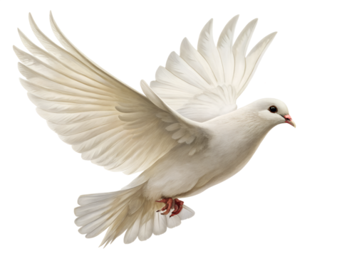 A beautiful white dove flies gracefully with wings spread wide, captured in motion, isolated on a clean transparent background for versatile design use.