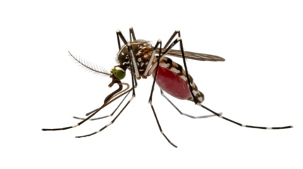 Mosquito breeding places to avoid