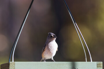bird on a fence