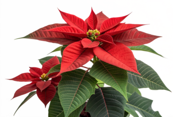 A vibrant red poinsettia plant with green foliage displays its beautiful leaves, isolated on a clean transparent background.