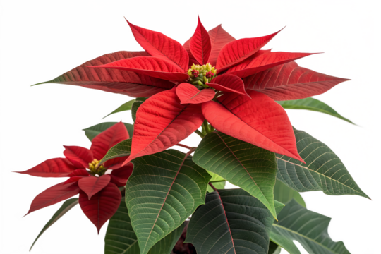 A vibrant red poinsettia plant with green foliage displays its beautiful leaves, isolated on a clean transparent background.
