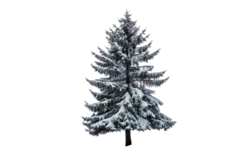 A beautiful snow covered evergreen spruce tree stands tall, its branches laden, perfectly isolated on a clean transparent background for seasonal design.