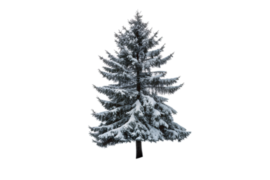 A beautiful snow covered evergreen spruce tree stands tall, its branches laden, perfectly isolated on a clean transparent background for seasonal design.
