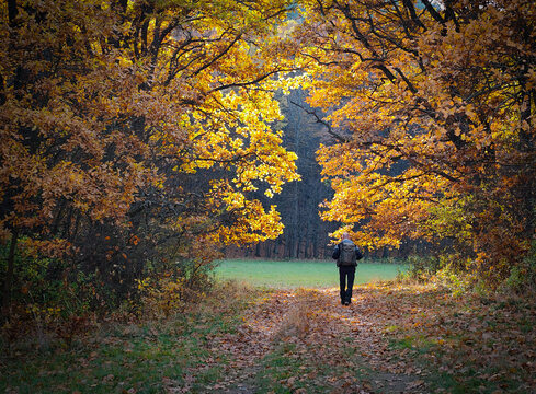 A lone hiker walking through a forest path framed by glowing autumn leaves in the Bükk Mountains, Hungary. Warm sunlight highlights the golden oak canopy and peaceful nature scene