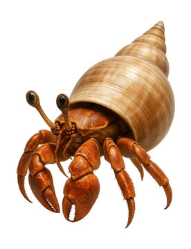 Spiral-shelled hermit crab with extended eye stalks.