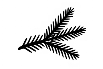 Fir tree branch silhouette drawing presenting a winter christmas evergreen conifer twig element with transparent background