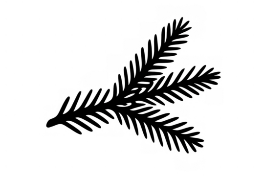 Fir tree branch silhouette drawing presenting a winter christmas evergreen conifer twig element with transparent background
