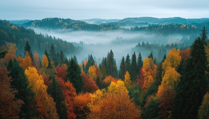 Captivating Aerial View Of Vibrant Red, Orange, And Yellow Trees In A Mixed Coniferous Forest On A Foggy Morning In Gauja National Park, Sigulda, Latvia