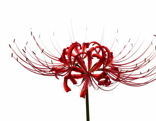 red spider lily isolated on a white