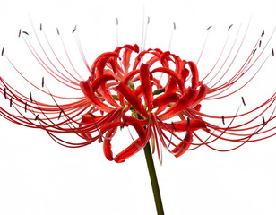 red spider lily flower isolated on a white background