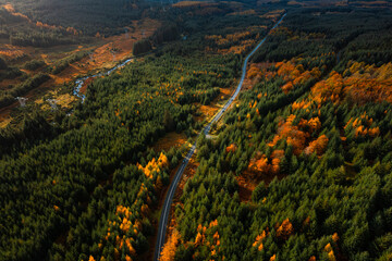 Top down aerial view of a car driving through autumn colour forest, casting long shadows in the Wicklow Mountains