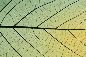 Close up of a translucent leaf skeleton with veins