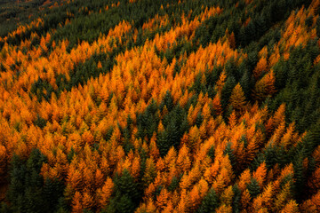 Aerial top down view of the forest canopy with orange larch and evergreen spruce trees in Wicklow, Ireland