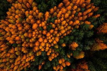 Aerial top down view of the forest canopy with orange larch and evergreen spruce trees in Wicklow, Ireland
