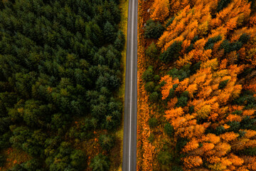 Aerial top down view of a pine forest road divided by green and orange autumn trees in the Wicklow Mountains