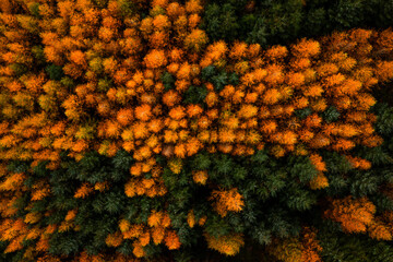 Aerial top down view of the forest canopy with orange larch and evergreen spruce trees in Wicklow, Ireland