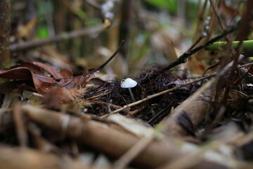 A single, minute white mushroom (mycena) grows amidst dark forest litter and brown leaves in a close-up, low-angle shot.