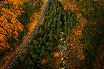 Top down aerial view of The River Annalaka flowing through the orange larch and green spruce forest in the Wicklow Mountains	