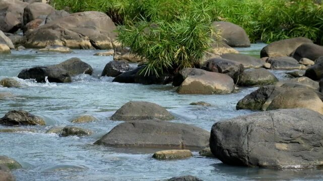 Top view of a rocky mountain river overgrown with green plants. White water. Calm and peaceful atmosphere. Umbrella papyrus grows in the river. Ecological and environmental concept. 4K footage