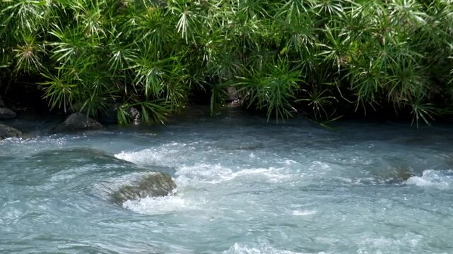 Top view of a rocky mountain river overgrown with green plants. White water. Calm and peaceful atmosphere. Umbrella papyrus grows in the river. Ecological and environmental concept. 4K footage