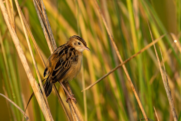 Zitting Cisticola perched on grain stalk searching for food in natural grassland