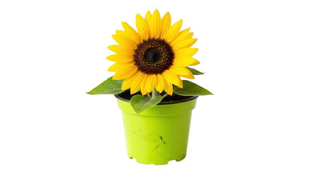 Vibrant yellow sunflower in a bright green pot isolated on transparent background