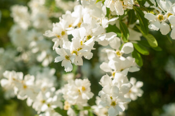 Exochorda racemosa blooming in the botanical garden