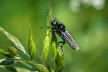 Märzfliege (Bibio marci) Männchen im Frühling auf grünen Ährchen von Gras - Schwenninger Moos, Deutschland