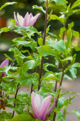 Magnolia liliiflora in bloom in the botanical garden