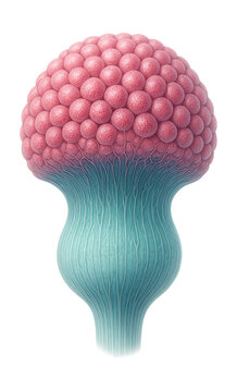 Visible olfactory bulb featuring glomeruli and mitral cell layer.